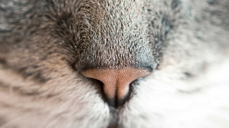 Bagcilar bolgesi bilgisayar alimi